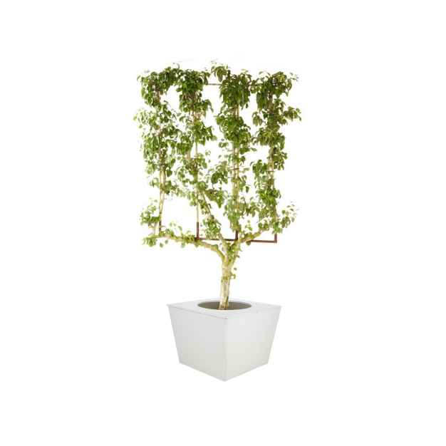 Perenboom
